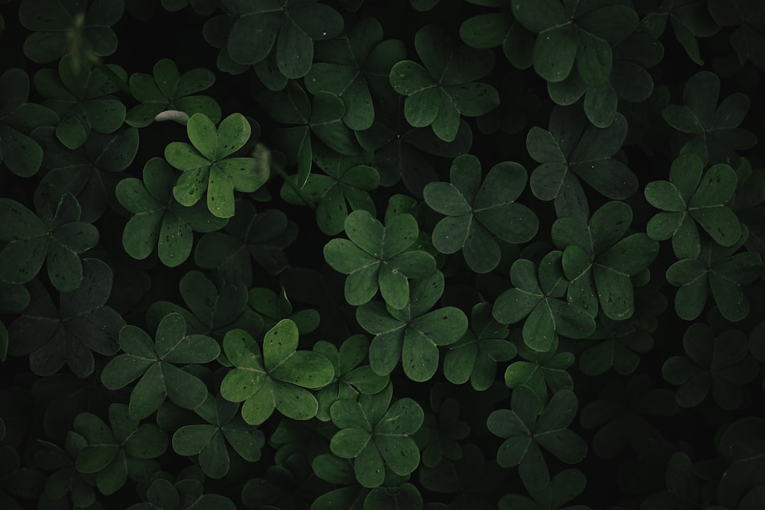 Photo attract luck