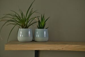 Cele mai bune plante pentru birou