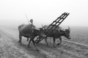 Photo Registrul Agricol